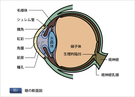 図2　眼の断面図